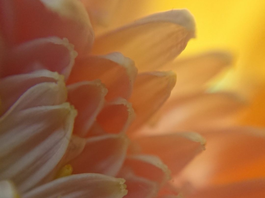 mois du beau naturopathie julie houriez