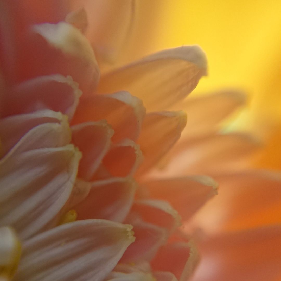 Février : le mois du beau